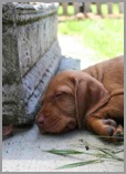 Brill Sleeping Puppy