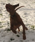 remy chasing snowball feb 2009