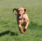 fido running