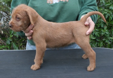 Tango puppy 2 days