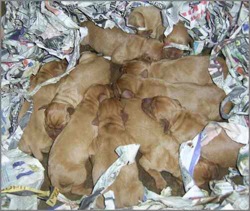 brooks puppies 1 day